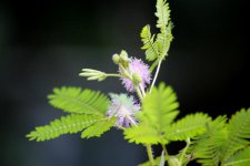 含羞草毒性分析