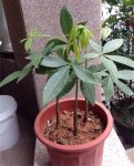 发财树小苗多少钱一棵，怎么种植方法