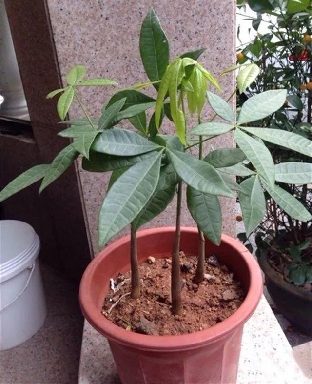 发财树小苗多少钱一棵，怎么种植方法