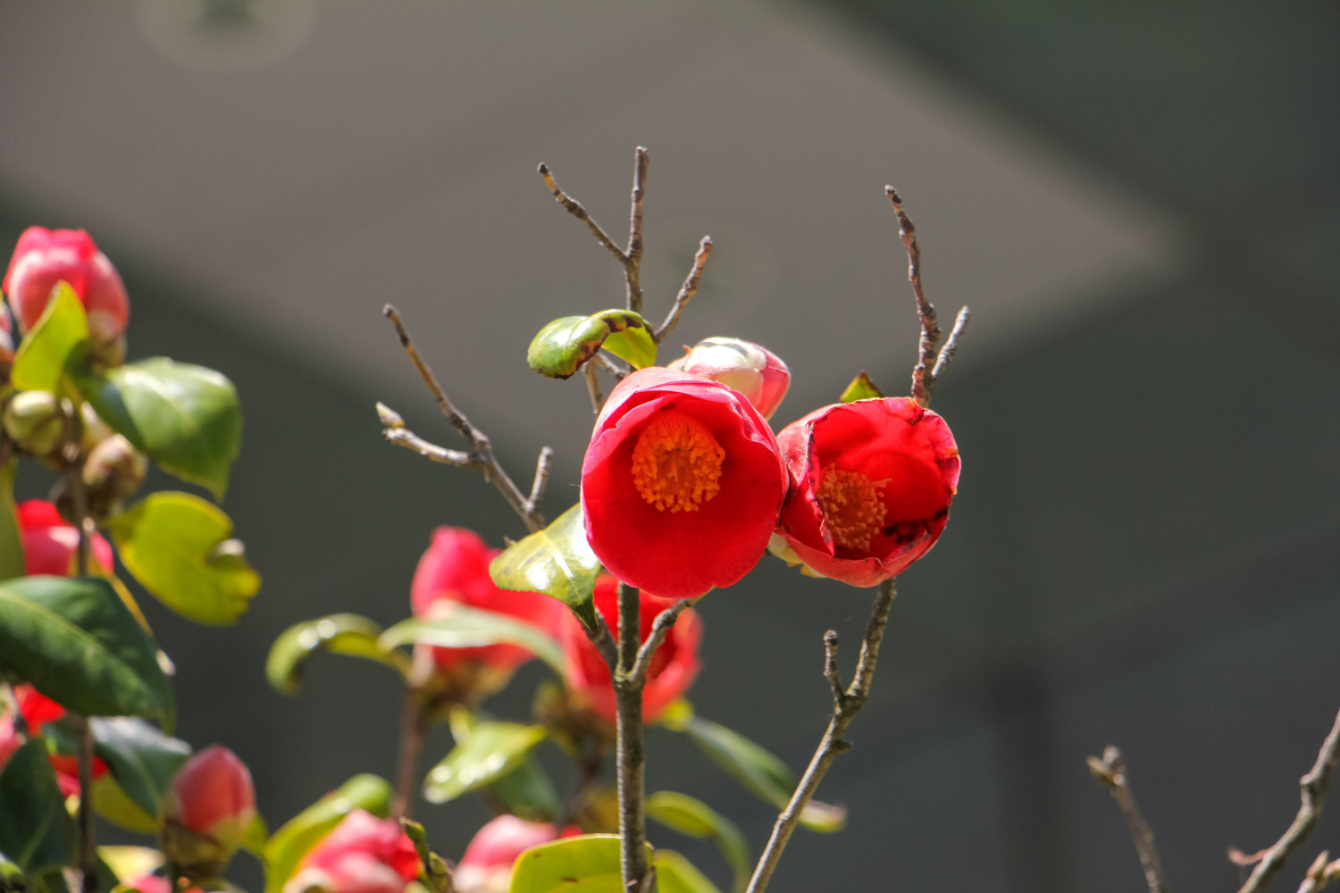 迎春花价格，迎春花图片