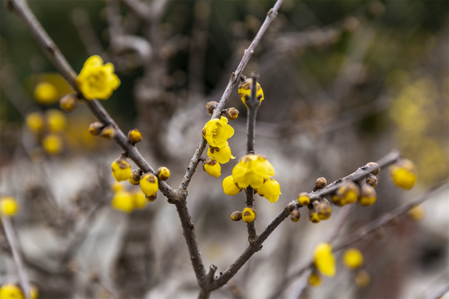 鄂州适合养什么花，市花和市树是什么