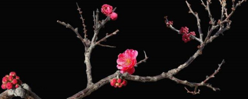 <a href='https://www.861230.com/guanhuazhiwu/9.html' target='_blank'><u>干枝梅</u></a>花期多少天