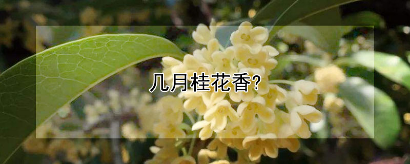 几月<a href='https://www.861230.com/guanhuazhiwu/42.html' target='_blank'><u>桂花</u></a>香？