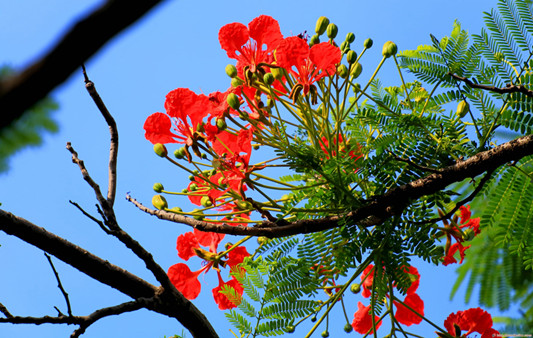 <a href='https://www.861230.com/guanhuazhiwu/6761.html' target='_blank'><u>凤凰花</u></a>花语