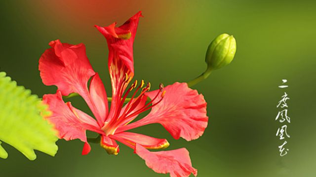 <a href='https://www.861230.com/guanhuazhiwu/6761.html' target='_blank'><u>凤凰木</u></a>的特点