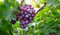 葡萄的繁殖方法