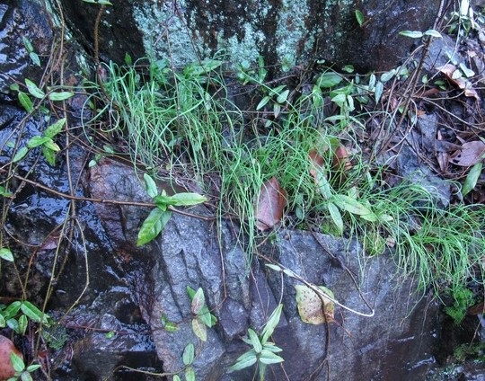 野葱的种植方法