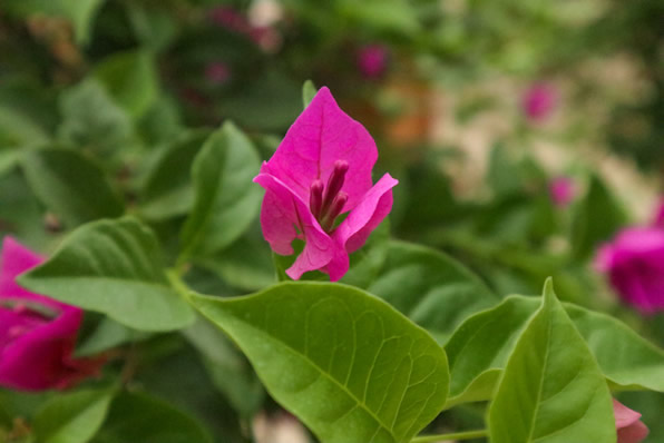 三亚适合养什么花，市花和市树是什么