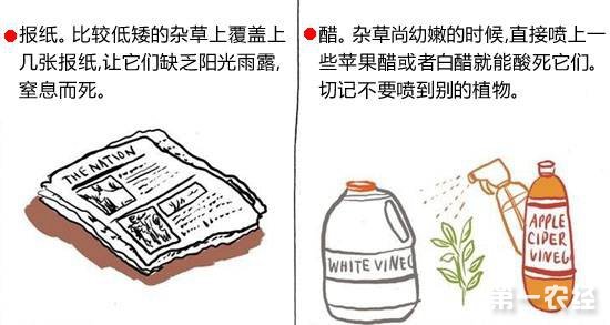 不用除草剂怎么除草快?