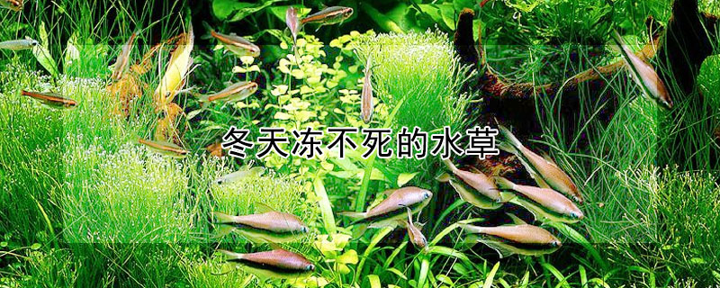 冬季哪些水草冻不死