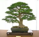 地栽黄杨的方法
