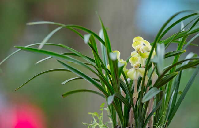 <a href='https://www.861230.com/guanhuazhiwu/6593.html' target='_blank'><u>兰花</u></a>中心的叶子发黄怎么办