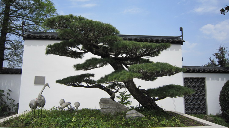 矮子松盆栽图片
