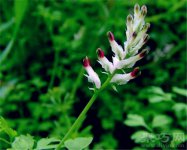 白延湖索花语