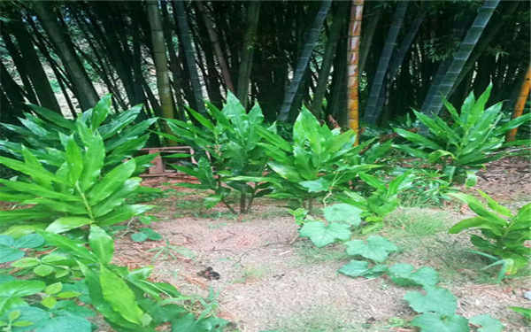 洋荷姜什么人不能吃 有哪些功效