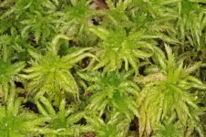 美丽的植物 泥炭藓图片