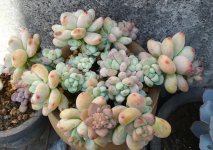 劳尔香不香，就看日常怎么养，春季5点不能忽略