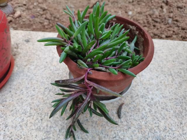紫玄月