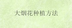 大烟花种植方法
