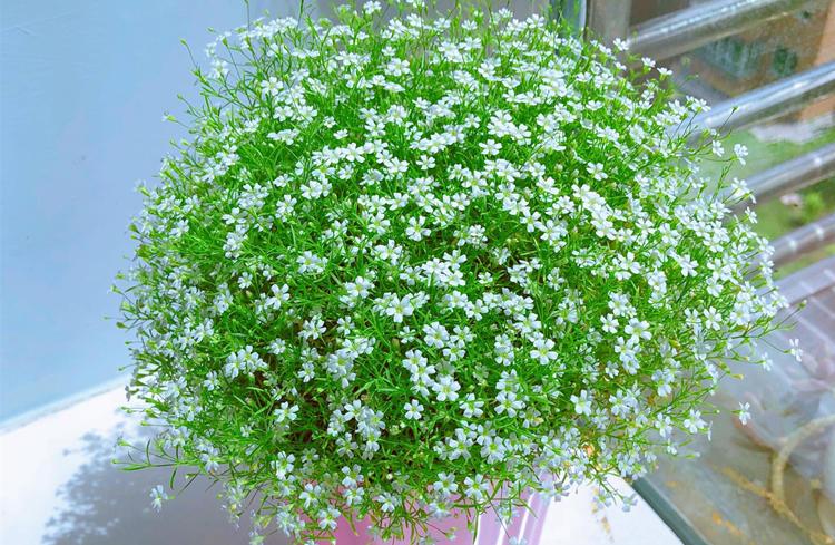 <a href='https://www.ahuacao.com/guanhuazhiwu/61.html' target='_blank'><u>满天星</u></a>