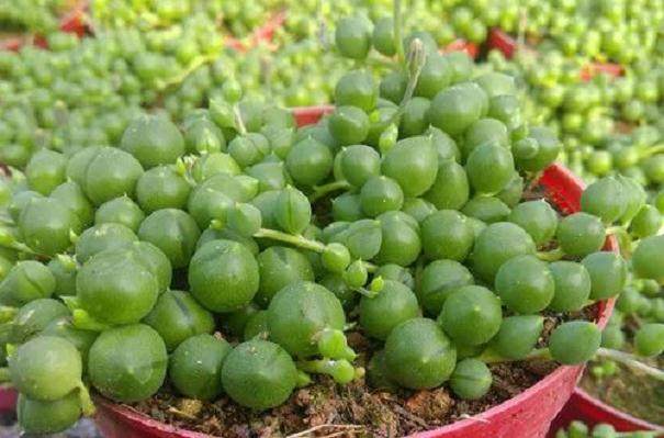 多肉佛珠怎么移植,多肉植物佛珠的换盆方法和注意事项(图)