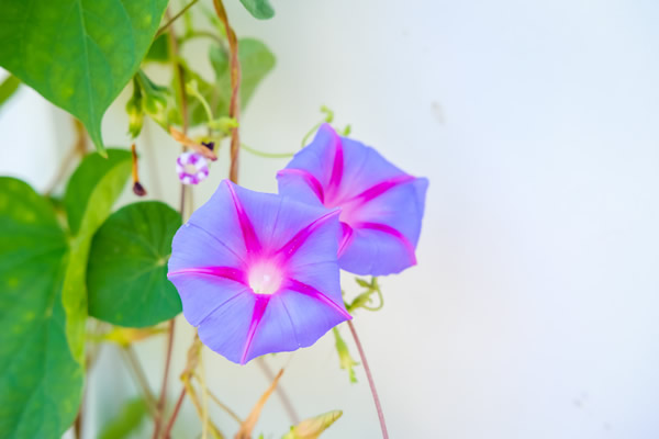 <a href='https://www.861230.com/guanhuazhiwu/6858.html' target='_blank'><u>牵牛花</u></a>怎么种,<a href='https://www.861230.com/guanhuazhiwu/6858.html' target='_blank'><u>牵牛花</u></a>种子价格
