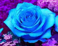 蓝白玫瑰花的花语