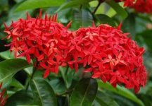 龙船花病虫害防治