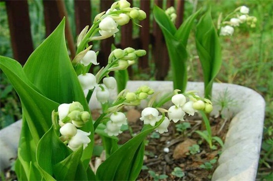 <a href='https://www.861230.com/guanhuazhiwu/6658.html' target='_blank'><u>铃兰</u></a>根须的种植方法