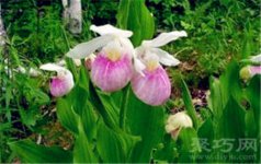 仙女鞋花语