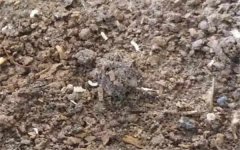 怎么杀死土壤里的虫子 方法是什么