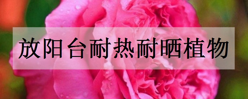 放阳台耐热耐晒植物有哪些 夏季高温也不怕