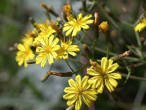 深山毛莲菜花语