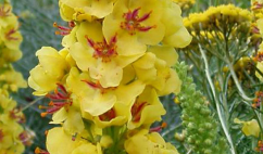 大毛蕊花花语