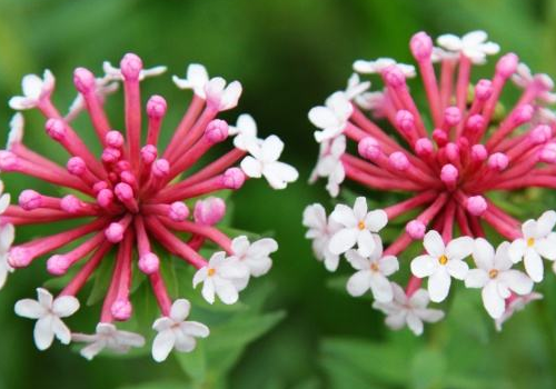 狼毒花可以养吗 花语是什么