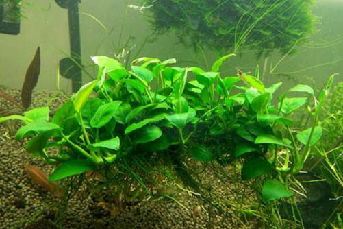 水榕的繁殖方法