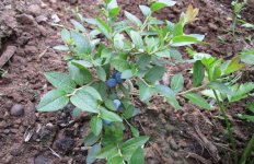 蓝梅树的繁殖方法，蓝莓的扦插繁殖方法