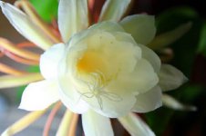昙花花语是什么