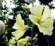 木剑锦葵花语
