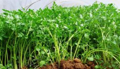 水芹菜种植时间和方法