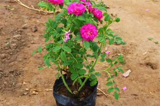 <a href='https://www.861230.com/guanhuazhiwu/6595.html' target='_blank'><u>玫瑰</u></a>花烂心的处理方法