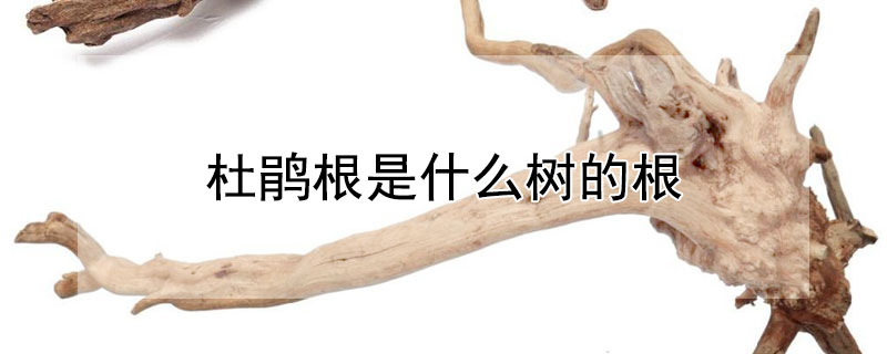 <a href='https://www.861230.com/guanhuazhiwu/31.html' target='_blank'><u>杜鹃</u></a>根是哪种树的根