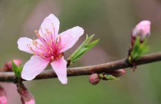 水培桃花的养殖方法，水培桃花要注意什么？