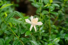 栀子花可以吃吗