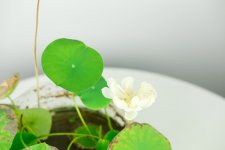 碗莲怎么养护