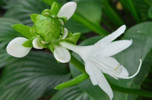 <a href='https://www.861230.com/guanhuazhiwu/6750.html' target='_blank'><u>玉簪花</u></a>的花语寓意及适合送给什么人