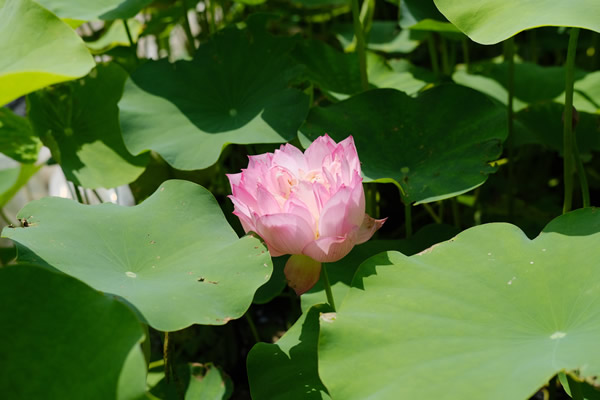 贵港适合养什么花，市花和市树是什么