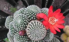 子孙球开花多少时间