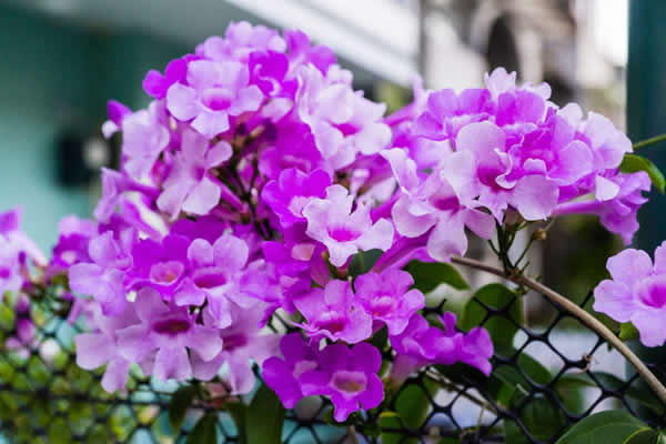 蒜香藤什么时候开花,蒜香藤的花期