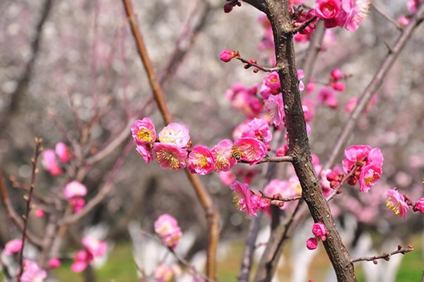 <a href='https://www.861230.com/guanhuazhiwu/9.html' target='_blank'><u>梅花</u></a>花期